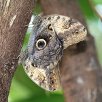 PODcast Owl butterfly at Wisley