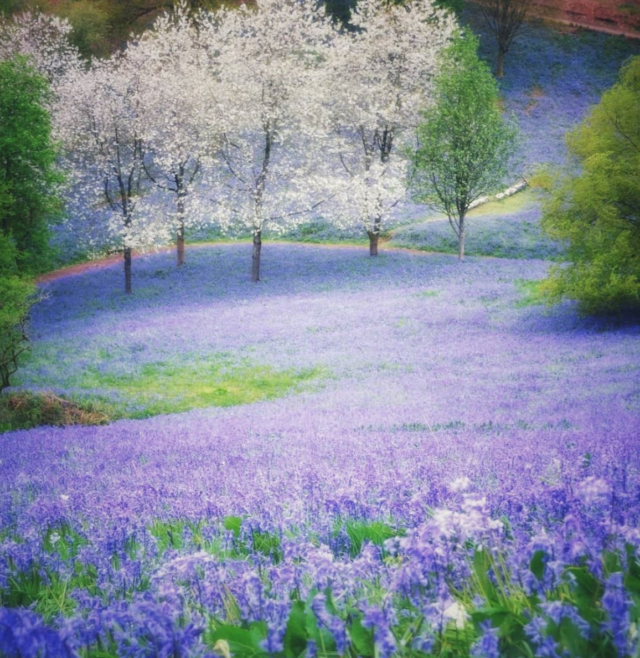 Wild bluebell jo. Bluebell перевод. Bluebell story book.